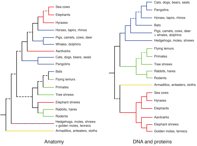 Figure 2. The family tree of placental mammals based on anatomical features (left), and DNA and protein sequence information (right). Major groups are color-coded based on DNA and protein sequence information. Dashed lines indicate uncertain branches. Trees are based on those in Springer et al. (2004), dos Reis et al. (2012), and Welker et al. (2015).